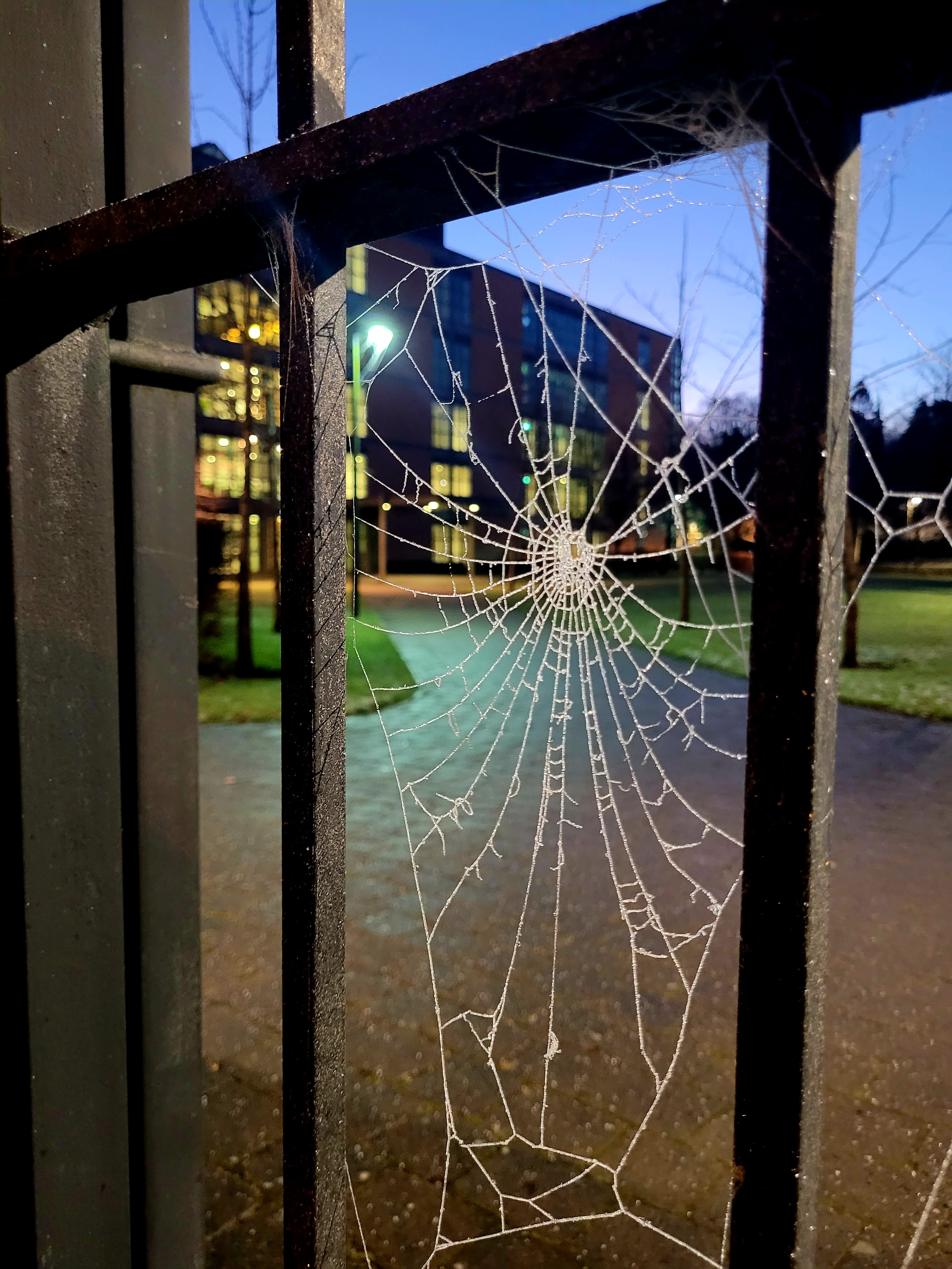 A picture of a frozen spider-web between the gates outside Western Gateway Building, Cork.